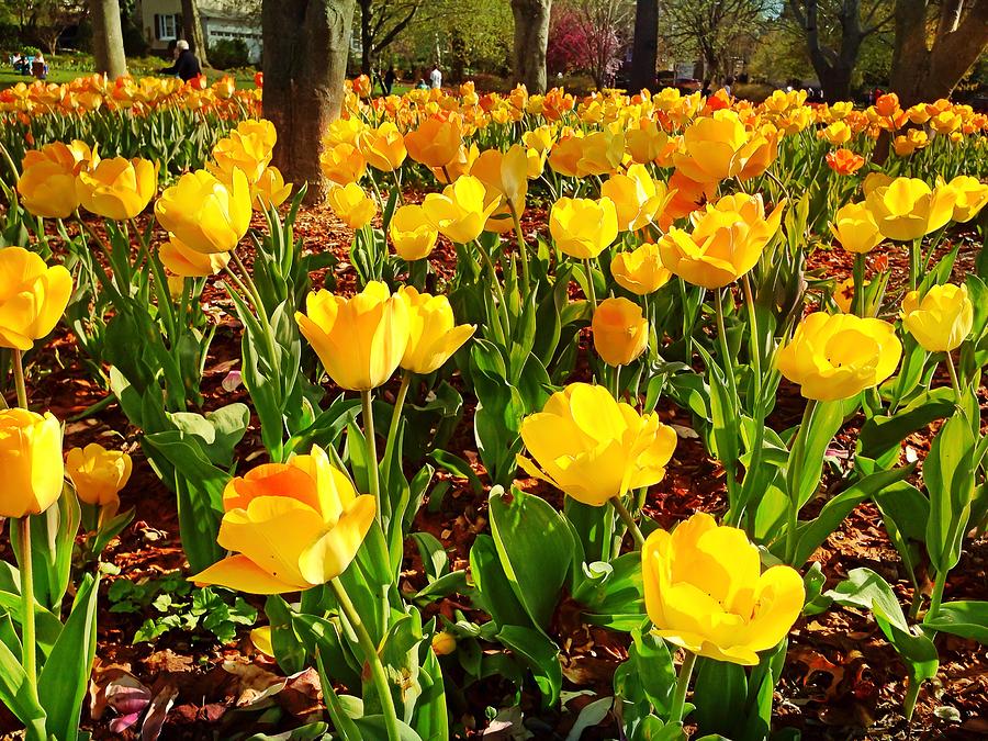 Yellow Tulips Photograph by Chris Montcalmo