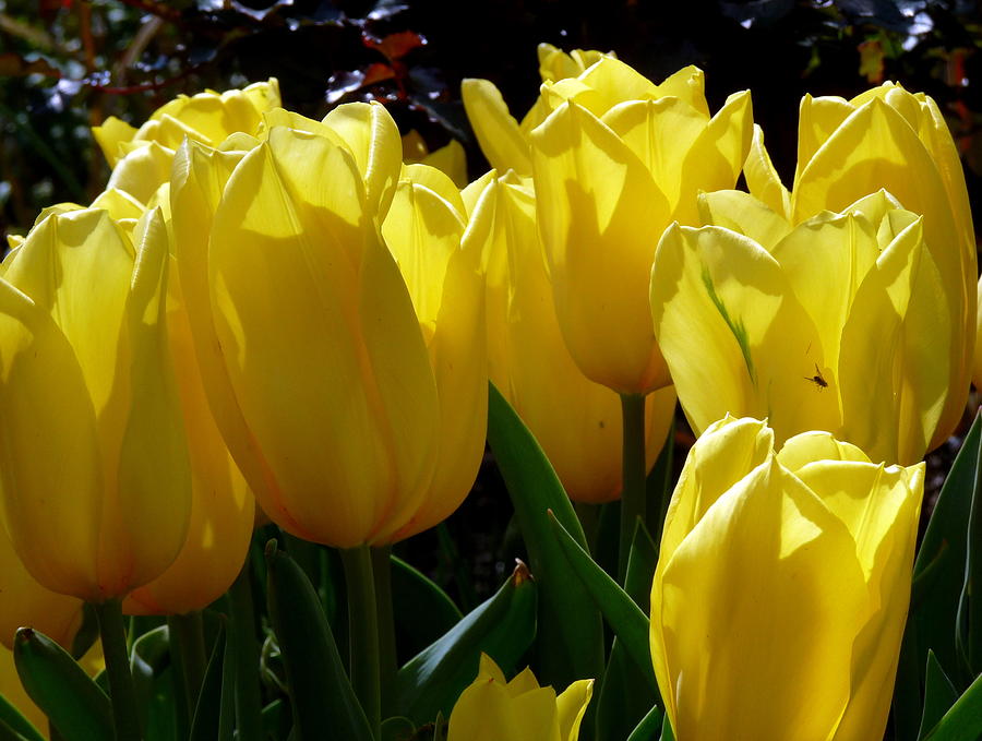 Yellow Tulips Close Photograph by Jeff Lowe