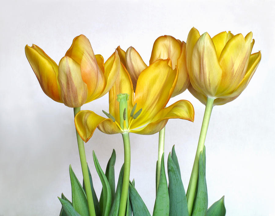 Yellow Tulips Photograph by David and Carol Kelly