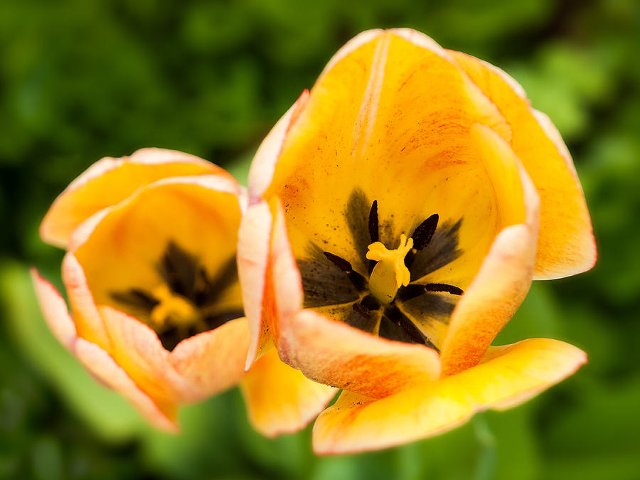 Yellow tulips Photograph by Davorin Mance