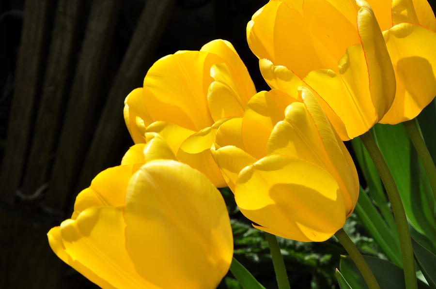 Yellow tulips Photograph by Diane Lent