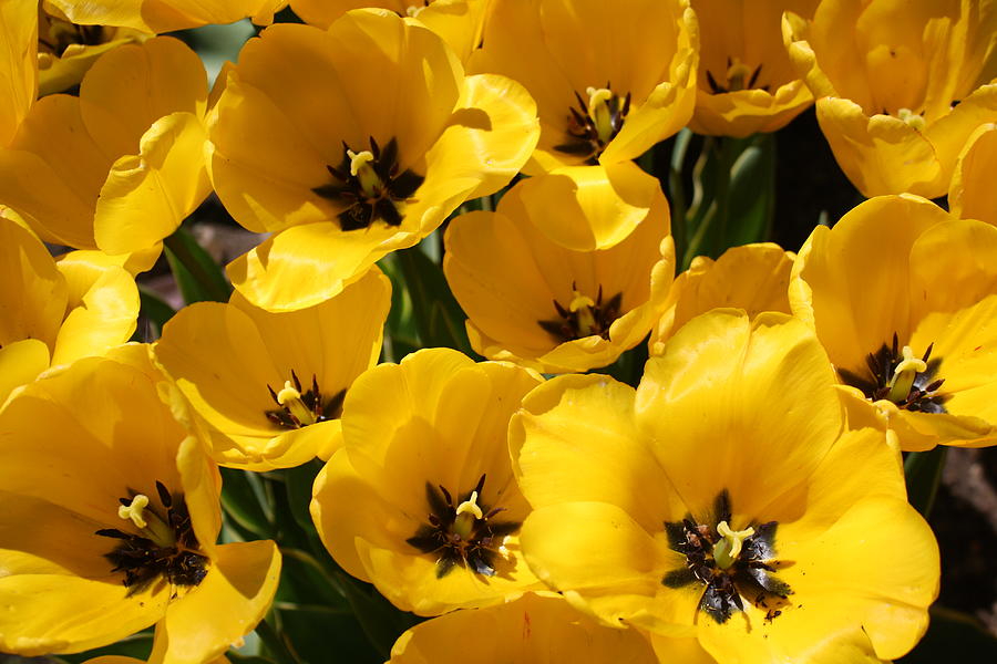 Golden Tulips in Full Bloom Photograph by Dora Sofia Caputo - Pixels