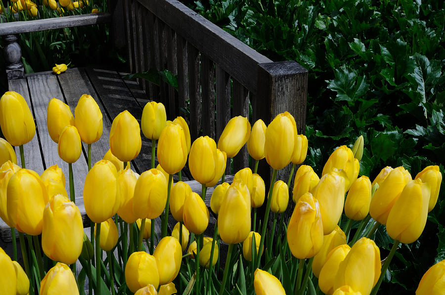 Yellow Tulips Photograph by Haleh Mahbod