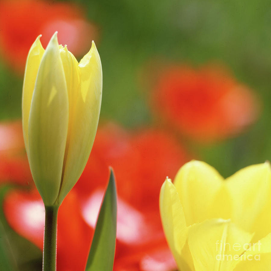 Yellow tulips Photograph by Heiko Koehrer-Wagner