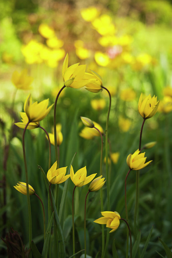 Yellow Tulips In Garden Photograph by By Tiina Gill