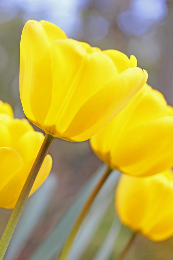 Spring Photograph - Yellow Tulips in the Garden by Jennie Marie Schell