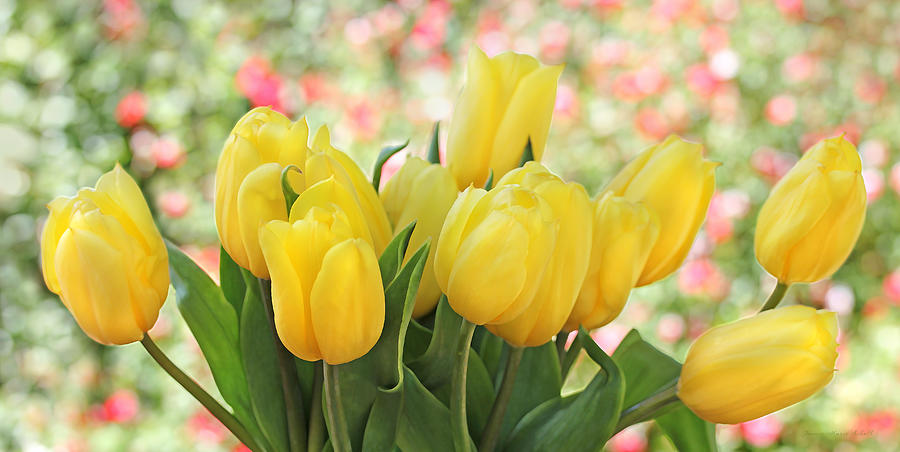 Spring Photograph - Yellow Tulips in the Spring Garden by Jennie Marie Schell