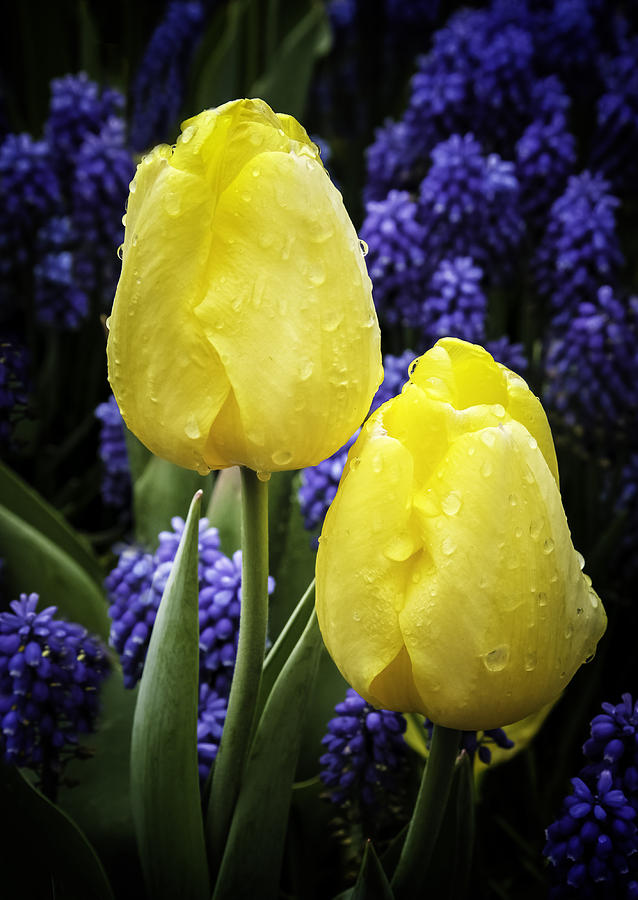 Yellow Tulips Photograph by James Bethanis