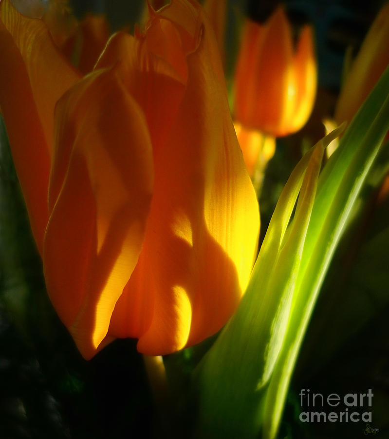 Yellow Tulips Photograph by Jeff Breiman