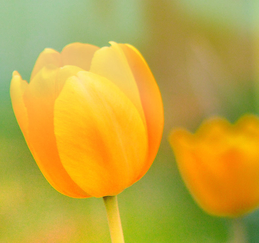 Yellow Tulips Photograph by Joan Han