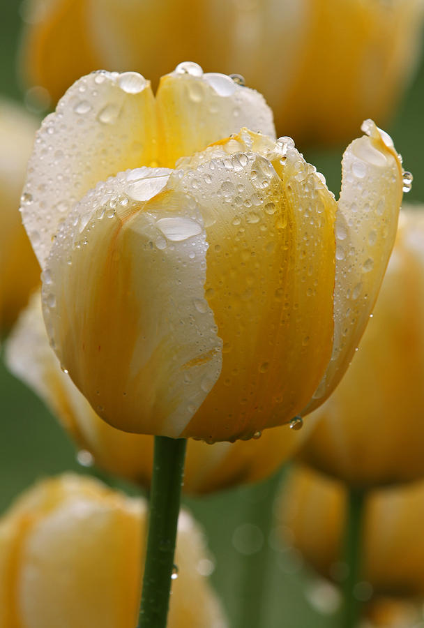 Yellow Tulips Photograph by Juergen Roth