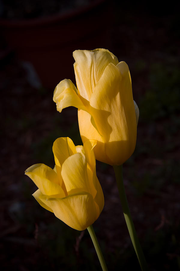 Yellow Tulips Last Rays Photograph
