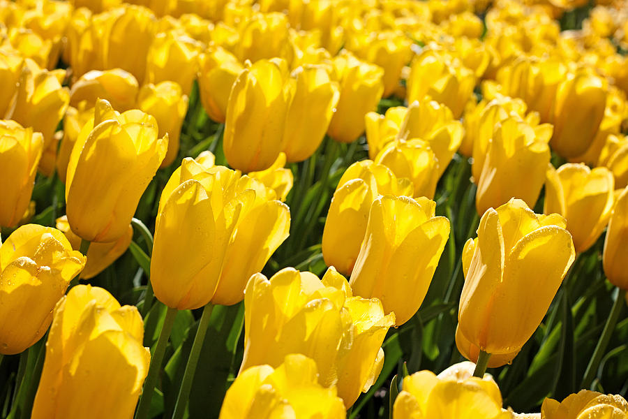 Flower Photograph - Yellow Tulips by Michael Porchik