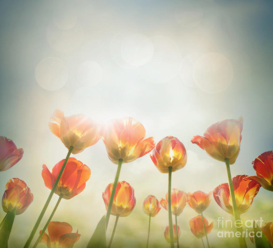 Abstract Photograph - Yellow tulips by Mythja Photography