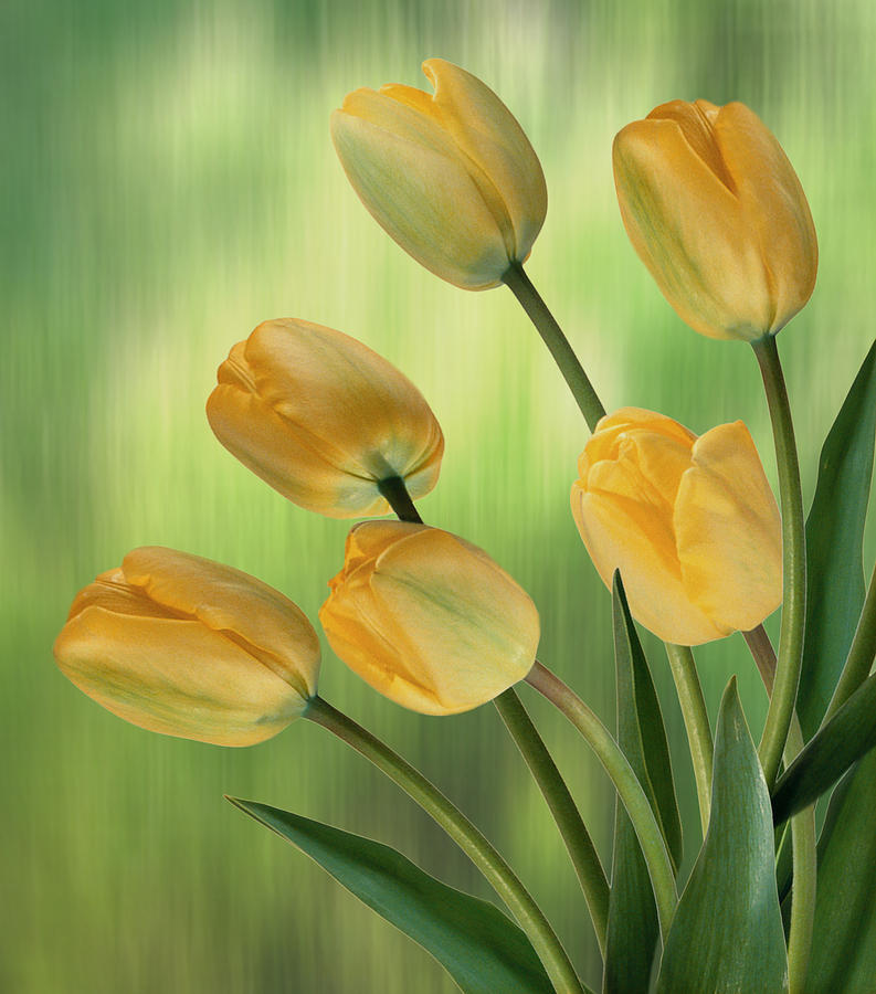 Yellow Tulips Digital Art by Nina Bradica