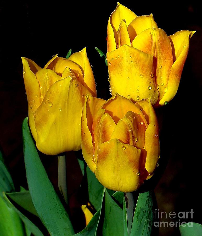 Tulip Photograph - Yellow Tulips on Black by Janette Boyd
