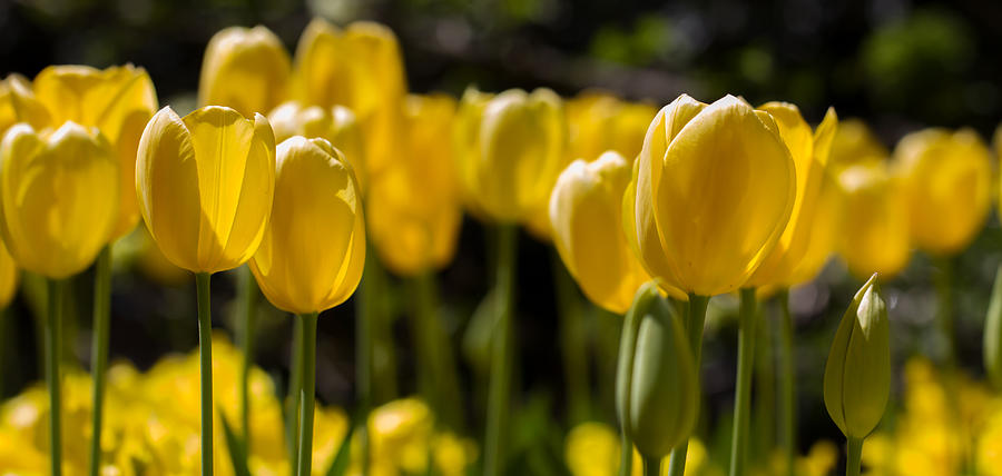 Yellow Tulips on Parade Photograph by Paula Ponath