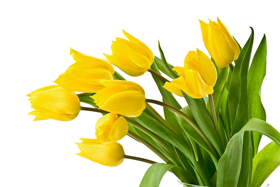 Yellow tulips on white background Photograph by HelpingHandPhotos