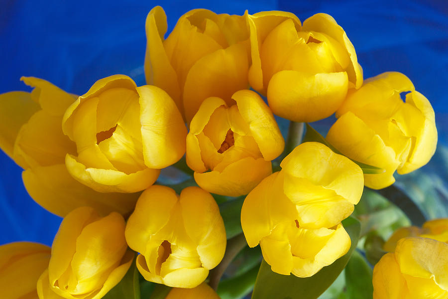 Yellow Tulips Photograph by Patricia Schaefer