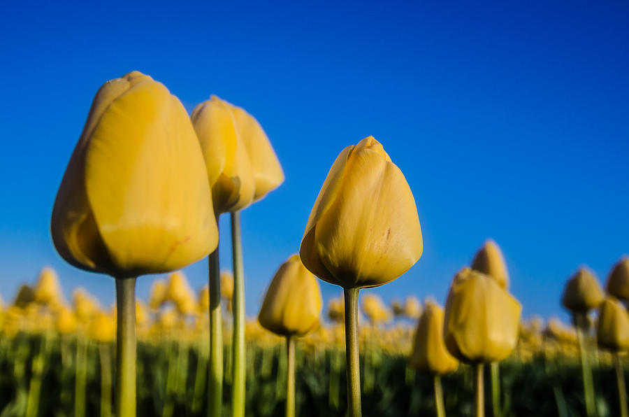 Tulip Photograph - Yellow Tulips Rise by Puget  Exposure