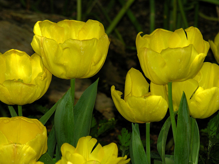 Yellow Tulips Photograph by Robert Lozen