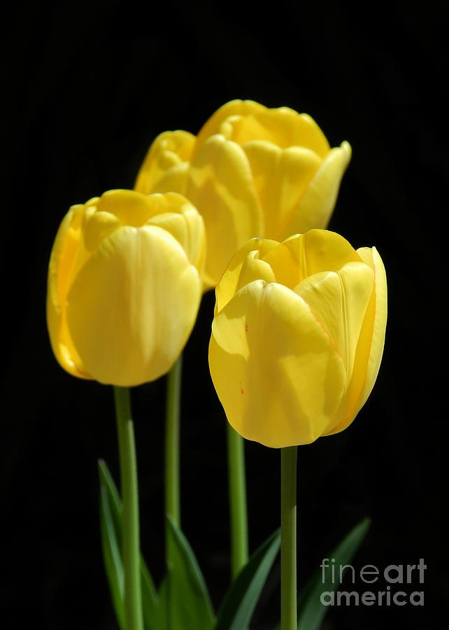 Yellow Tulips Photograph by Sharon Woerner