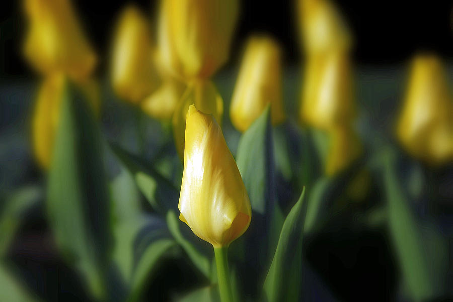 Yellow Tulips Photograph by Willie Harper