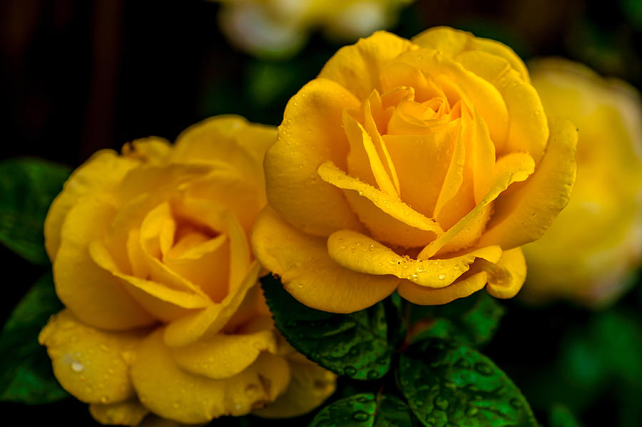 Yellow Twins. Roses of Our Garden Photograph by Jenny Rainbow