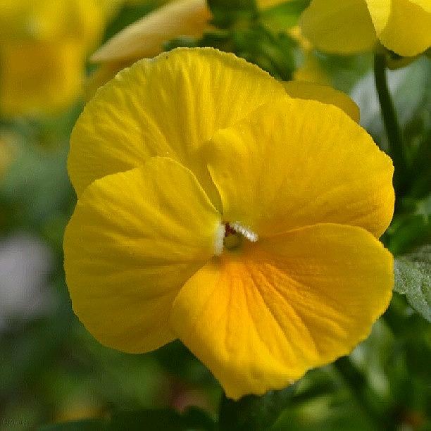 Summer Photograph - Yellow Violet by Eve Tamminen