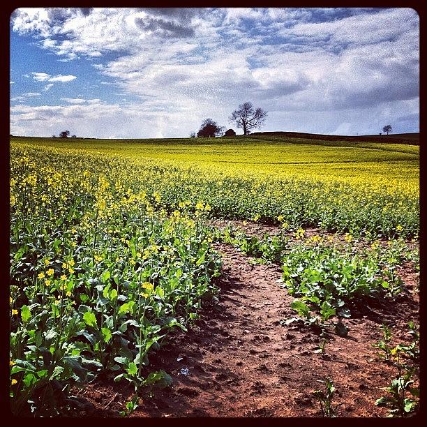 Nature Photograph - Yellow!!! #walk #yellow #fields #tracks by Vicky G