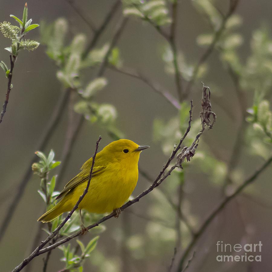 Yellow Warbler -1 Photograph by Nikki Vig