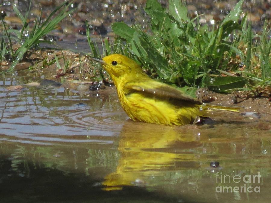 Yellow Warbler Photograph by Aimee Mouw