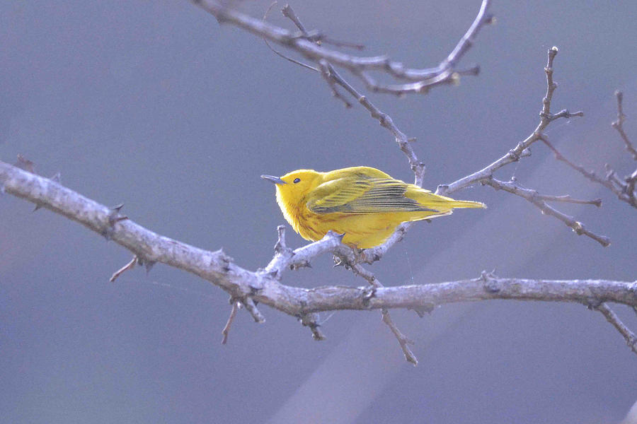 Yellow Warbler Photograph by Alan Lenk