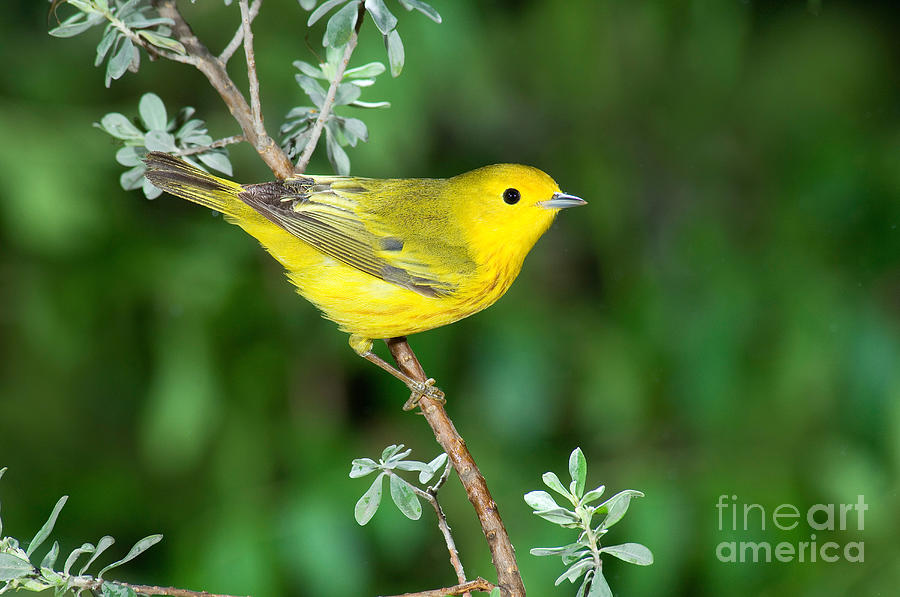 Warbler Photograph - Yellow Warbler by Anthony Mercieca