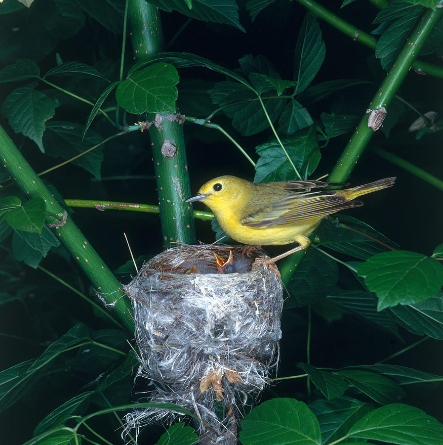 Yellow Warbler At Nest Photograph by G Ronald Austing - Fine Art America