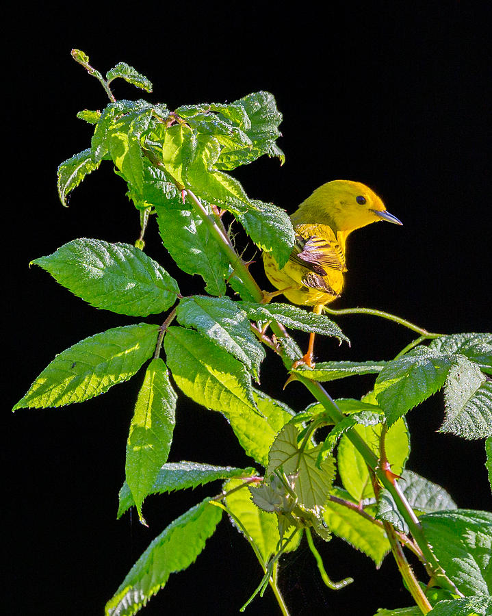 Warbler Photograph - Yellow Warbler by Bill Wakeley