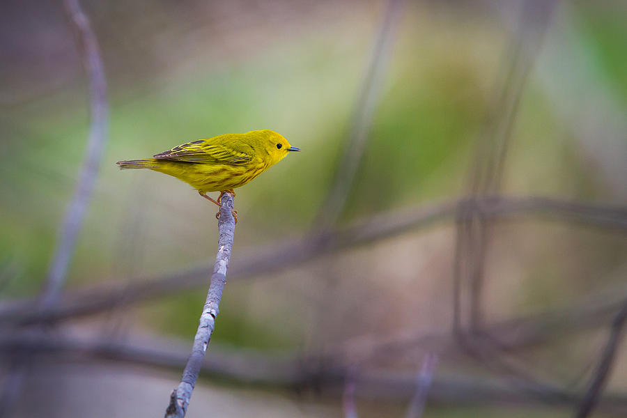 Warbler Photograph - Yellow Warbler by Chris Hurst