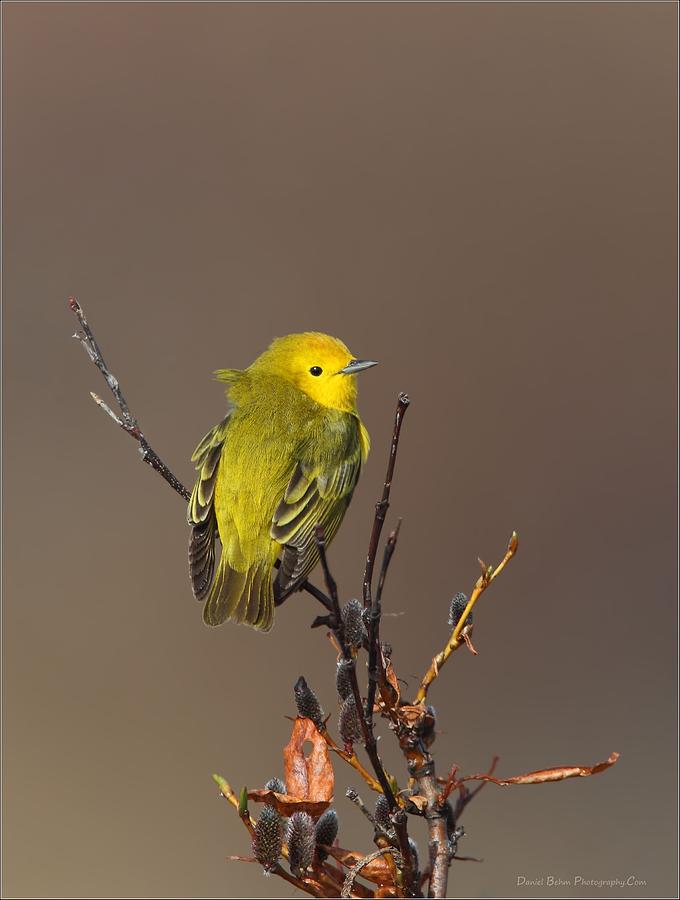 Yellow Warbler Photograph by Daniel Behm