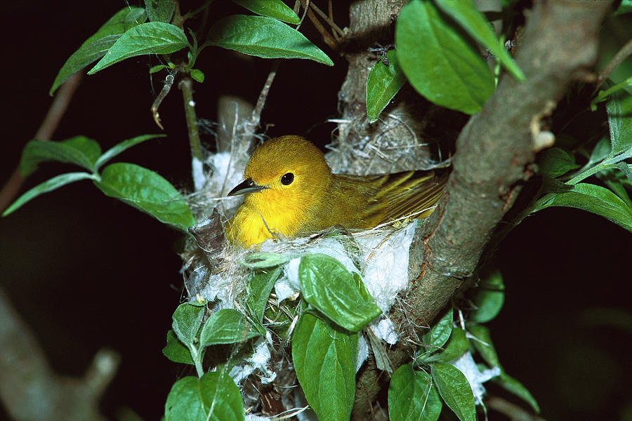 Yellow Warbler Dendroica Petechia Photograph by Tom Vezo