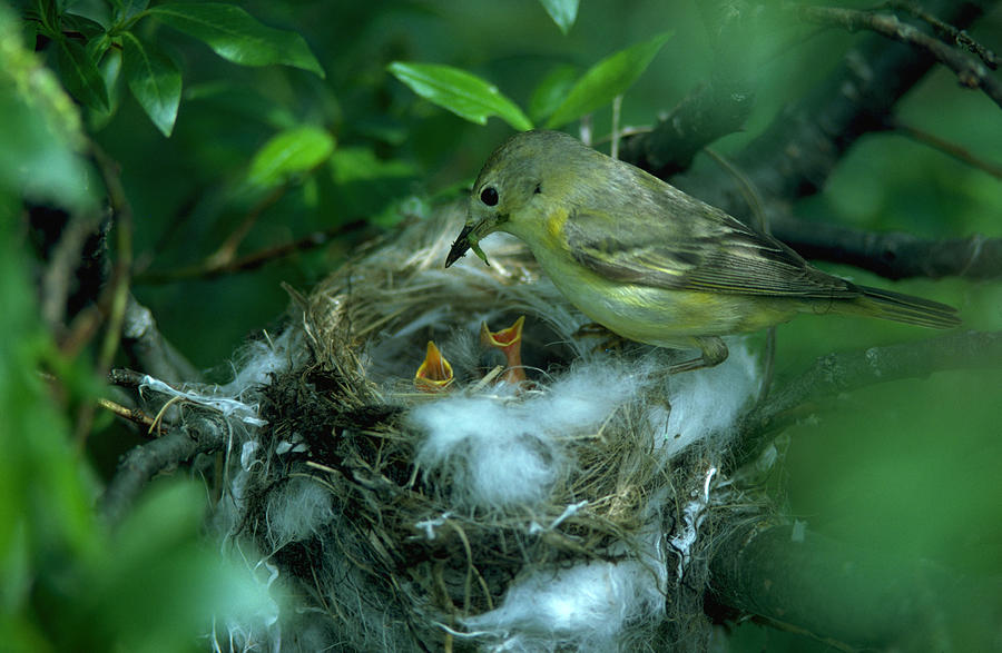Yellow Warbler Feeding Her Young Photograph by Tom Bledsoe