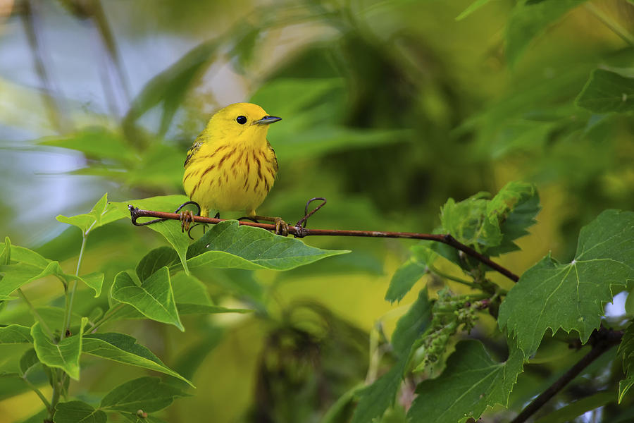 Yellow Warbler Photograph by Gary Hall
