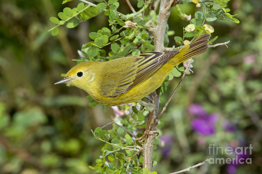 Warbler Photograph - Yellow Warbler Hen by Anthony Mercieca