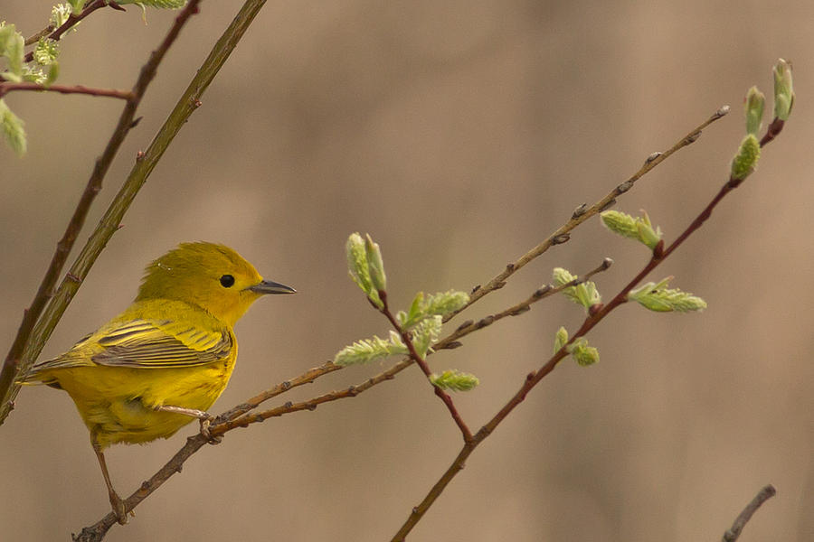 Yellow Warbler in Spring Photograph by Natural Focal Point Photography