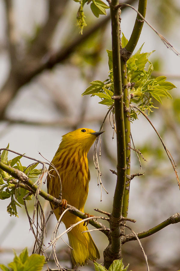 Yellow Warbler in Spring Tree Top Photograph by Natural Focal Point Photography