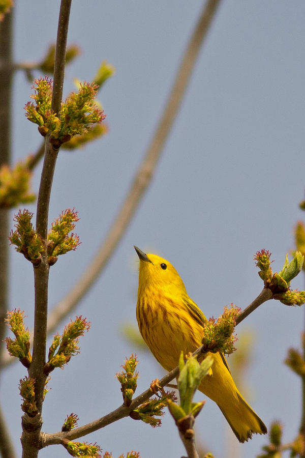 Yellow Warbler in Sunlight Photograph by Natural Focal Point Photography