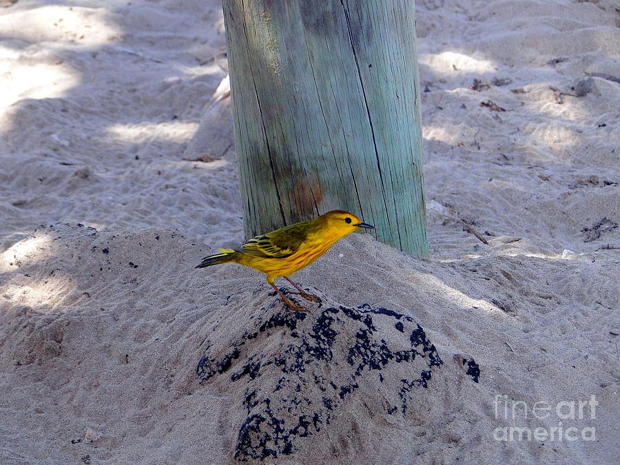 Warbler Photograph - Yellow Warbler In The Galapagos by Al Bourassa