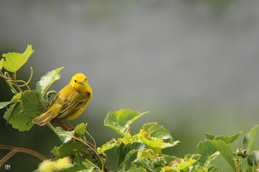Yellow Warbler Photograph by John Meader