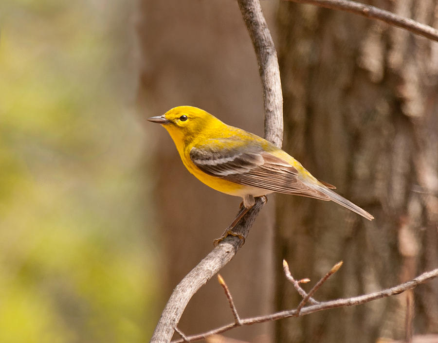 Yellow Warbler Photograph by Lara Ellis