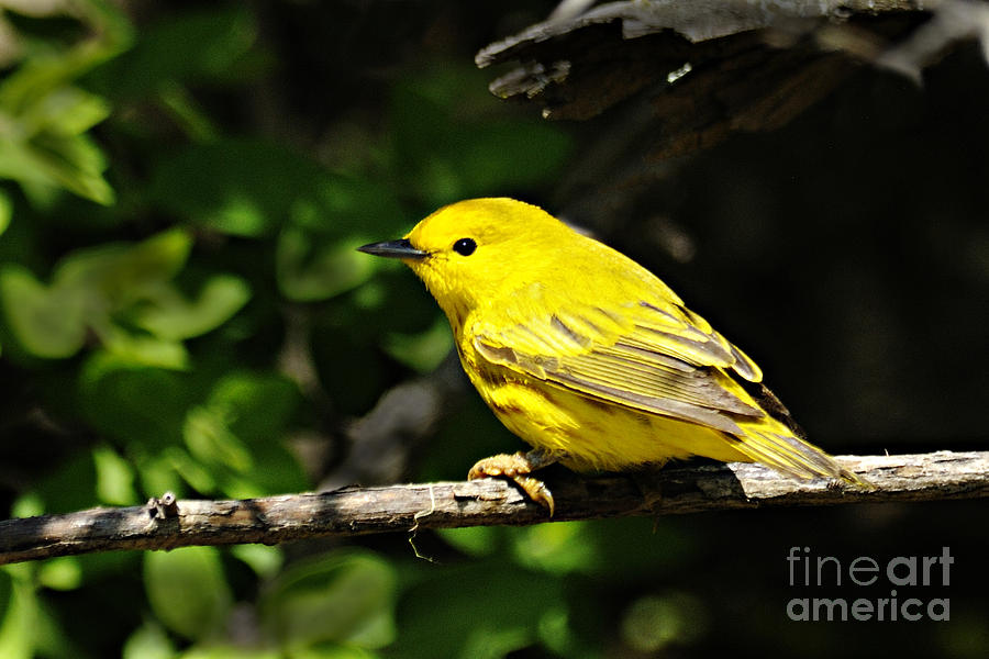 Nature Photograph - Yellow Warbler by Larry Ricker