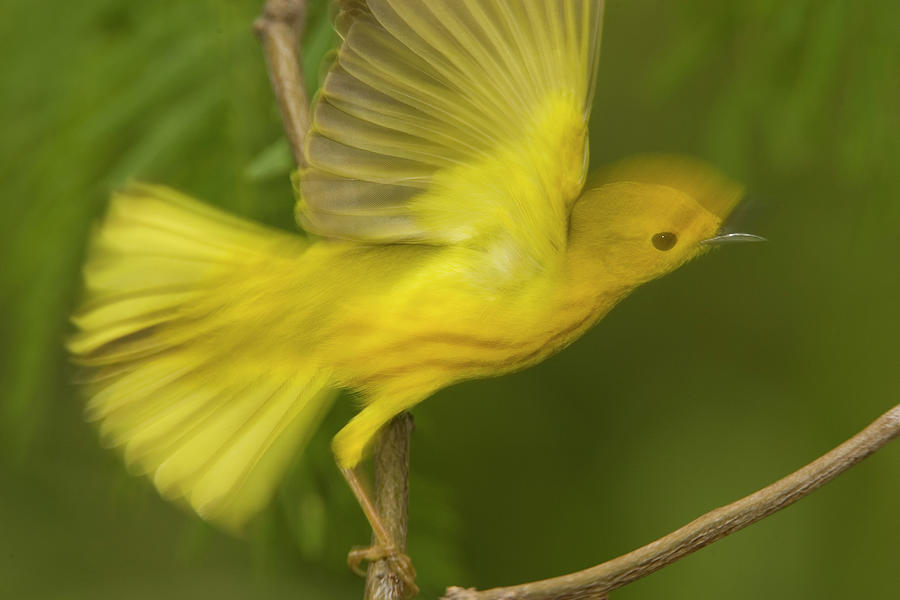 Warbler Photograph - Yellow Warbler Male Taking Flight by Tom Vezo